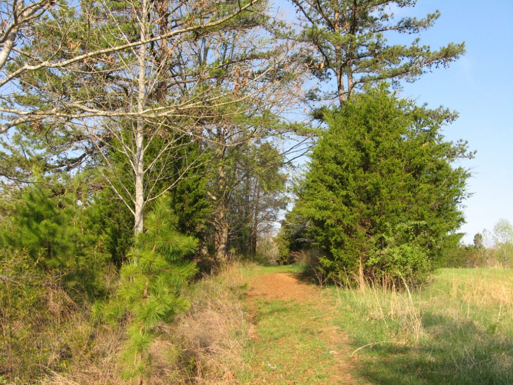 Trail to the Higgardson Farmhouse site on the Wilderness Battlefield