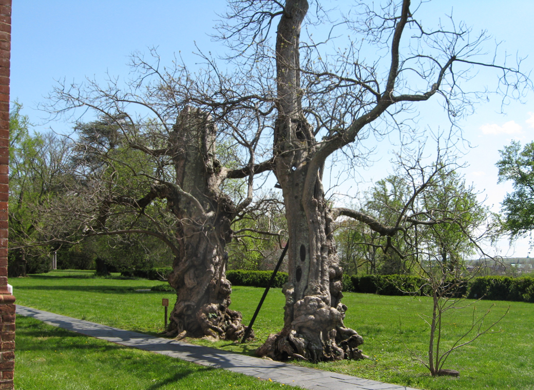Catawpa tree in front of Chatham Manor outside Fredericksburg, Virginia