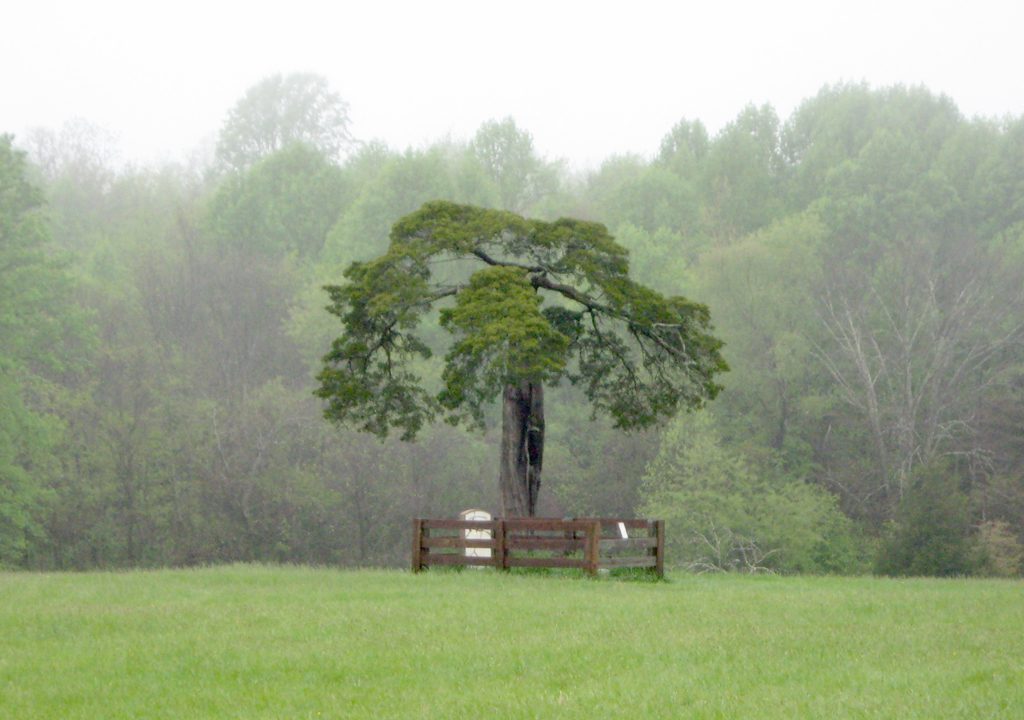 Grave of Lafayette Meeks in Appomattox Court House National Historical Park