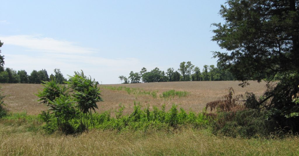 Chewning Farm field on the Wilderness battlefield