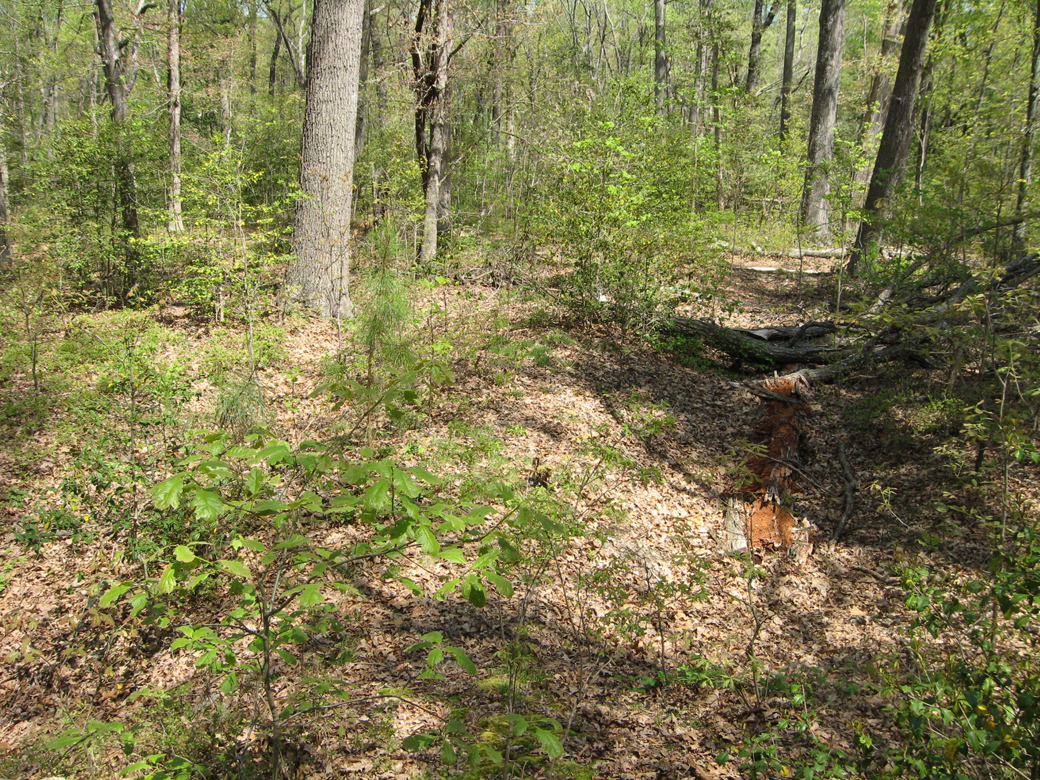 Earthworks on the Cold harbor battlefield. The defensive works were originally dug by the Confederates and faced east (to the left). They were then captured by a Union attack, and built up on their west side (to the right) to defend against Confederate fire.